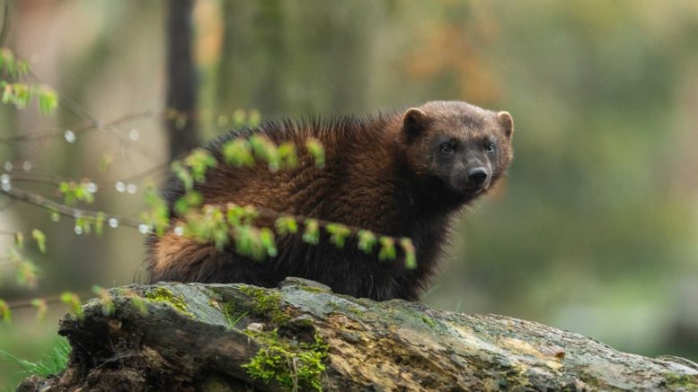 Wolverines and Other Creatures | National Review