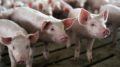 Saving Humans Is More Important Than Saving Pigs | National Review