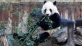 Farewell Pandas, Farewell Fuzzy Feelings | National Review