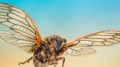 When do cicadas come out in 2024 What to know ahead of emergence in MD, VA and DC area