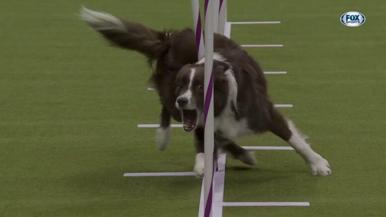 Typo the Border Collie wins the 20" class in the Masters Agility Championship