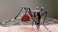 Yes, Turn Mosquitos against Themselves  | National Review