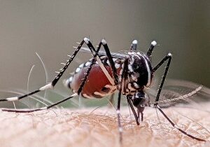 Yes, Turn Mosquitos against Themselves  | National Review