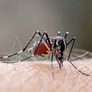 Yes, Turn Mosquitos against Themselves  | National Review